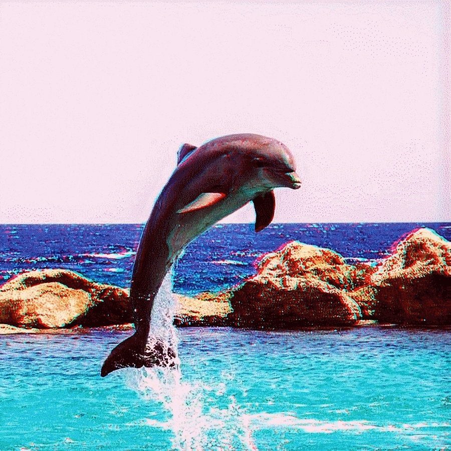 dolphin